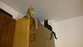2016-04-23 18.00.08 - Inka i Misia